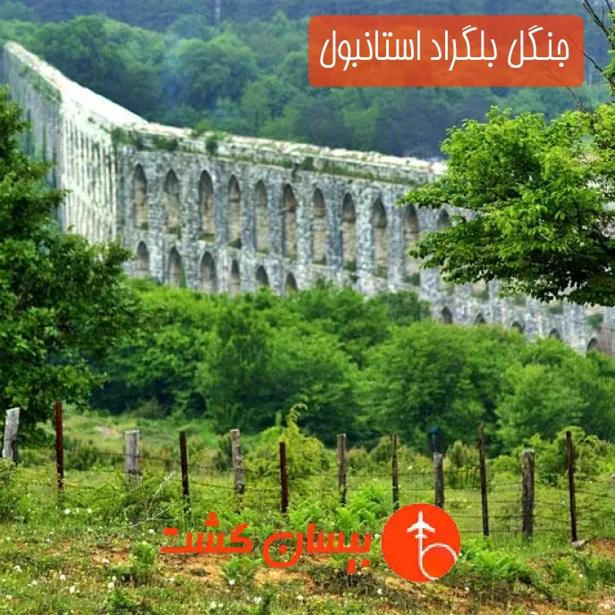 جنگل بلگراد استانبول