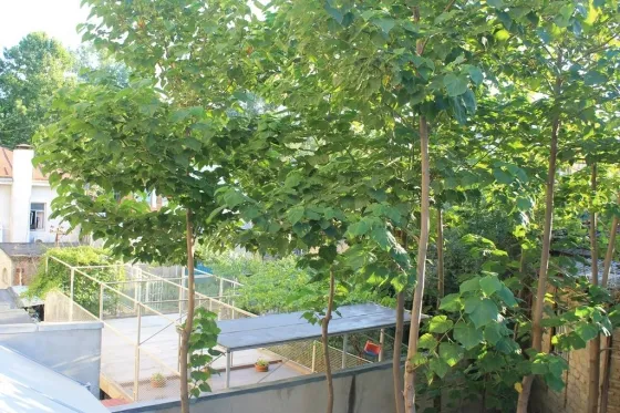 تصویر 75892 فضای بیرونی هتل سالی تفلیس