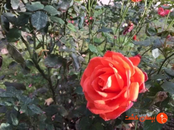 فضای بیرونی هتل سامارا باکو - تصویر 11