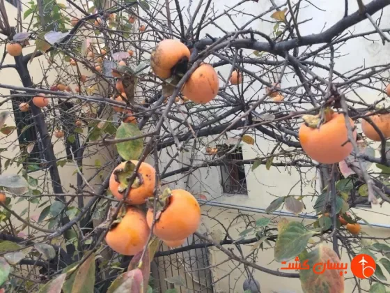 فضای بیرونی هتل سامارا باکو - تصویر 10