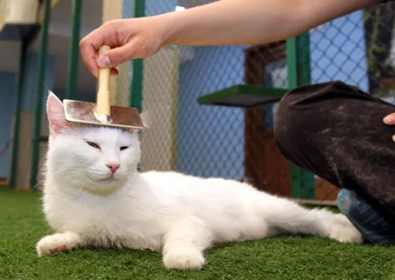 تصویر 82294  خانه گربه های وان 