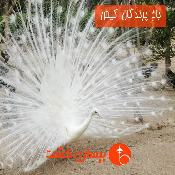 باغ پرندگان کیش 
