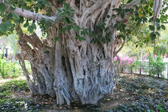 تصویر 90481 درخت سبز کیش (درخت انجیر معابد کیش)