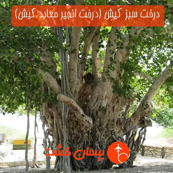درخت سبز کیش (درخت انجیر معابد کیش)