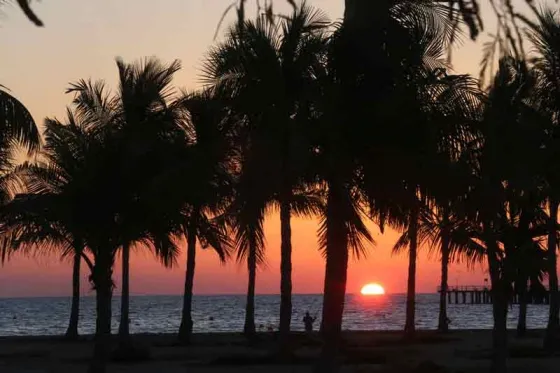 تصویر 90525  ساحل درختان نارگیل