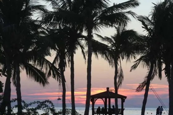 تصویر 90526  ساحل درختان نارگیل 