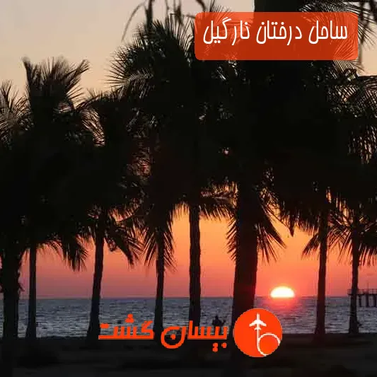 ساحل درختان نارگیل