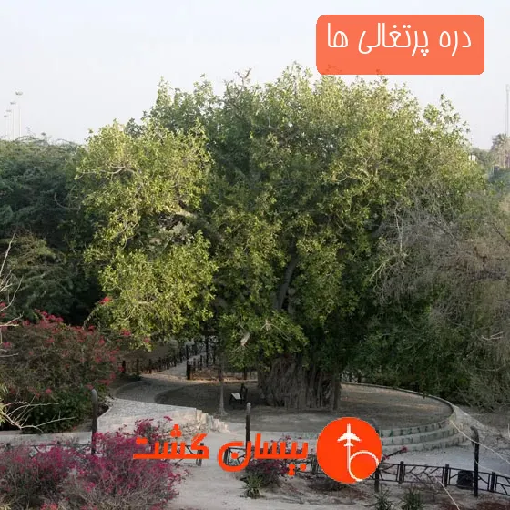 دره پرتغالی‌ ها