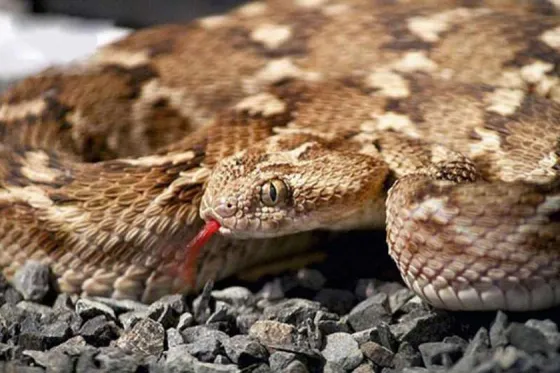 تصویر 90552  نمایشگاه خزندگان کیش 