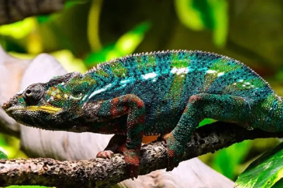 تصویر 90554  نمایشگاه خزندگان کیش 