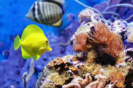 تصویر 90590  آکواریوم کیش