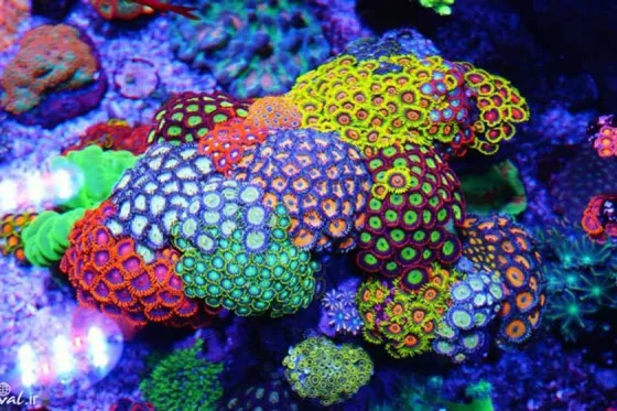 تصویر 90591  آکواریوم کیش 