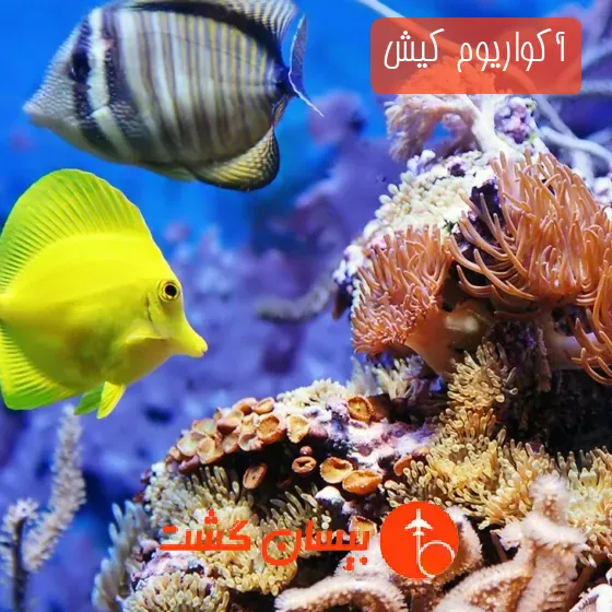 آکواریوم کیش
