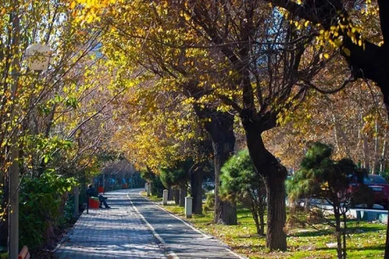 تصویر 90611  بلوار کشاورز 