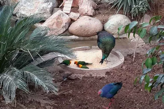 تصویر 91292  باغ پرندگان تهران 