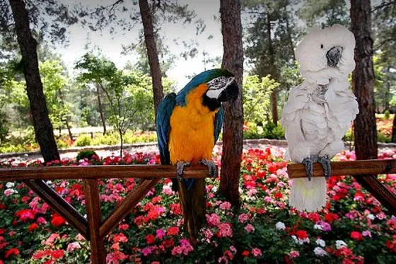 تصویر 91293  باغ پرندگان تهران 