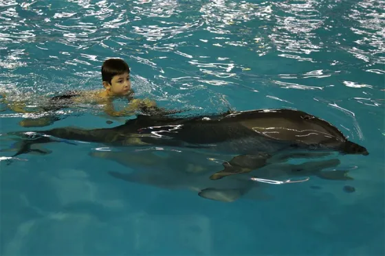 تصویر 92249  سرای دلفین های خوشحال 