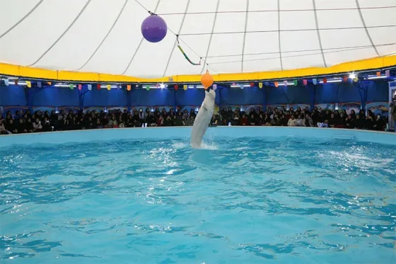 تصویر 92250  سرای دلفین های خوشحال 