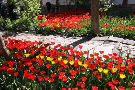 تصویر 92311 خانه لاله ای