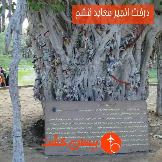درخت انجیر معابد قشم