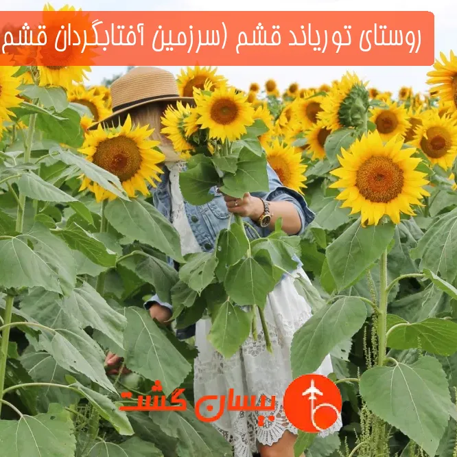 روستای توریاند قشم (سرزمین آفتابگردان قشم)