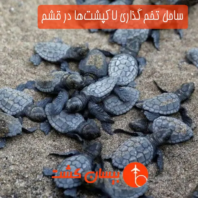 ساحل تخم‌گذاری لاکپشت‌ها در قشم