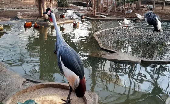 تصویر 152549 باغ پرندگان بندر عباس