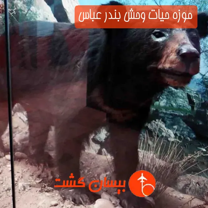 موزه حیات وحش بندر عباس