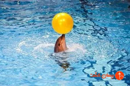 تصویر 52418  دلفیناریوم دبی 