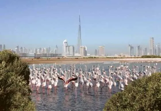 تصویر 52903  راس الخور دبی 