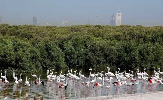 تصویر 52904  راس الخور دبی 