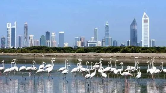 تصویر 52906  راس الخور دبی