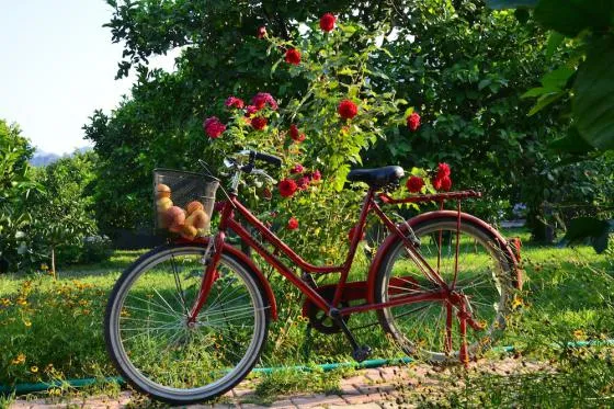 تصویر 184906  هتل لمون گاردن لادج آنتالیا 