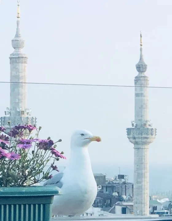 فضای بیرونی هتل گرند واشنگتن استانبول 59777